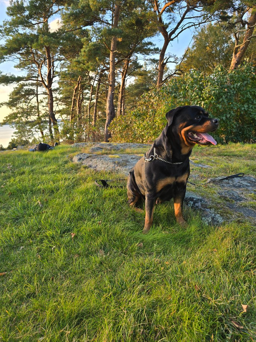 Levarotto's kennel