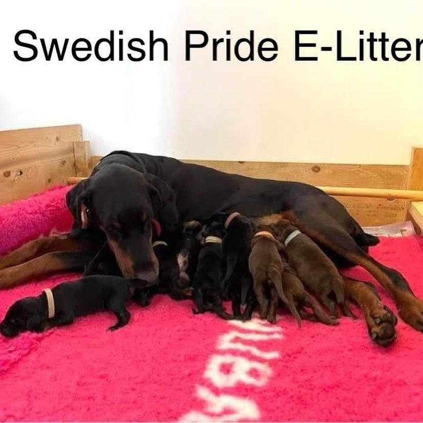 Swedish Pride
