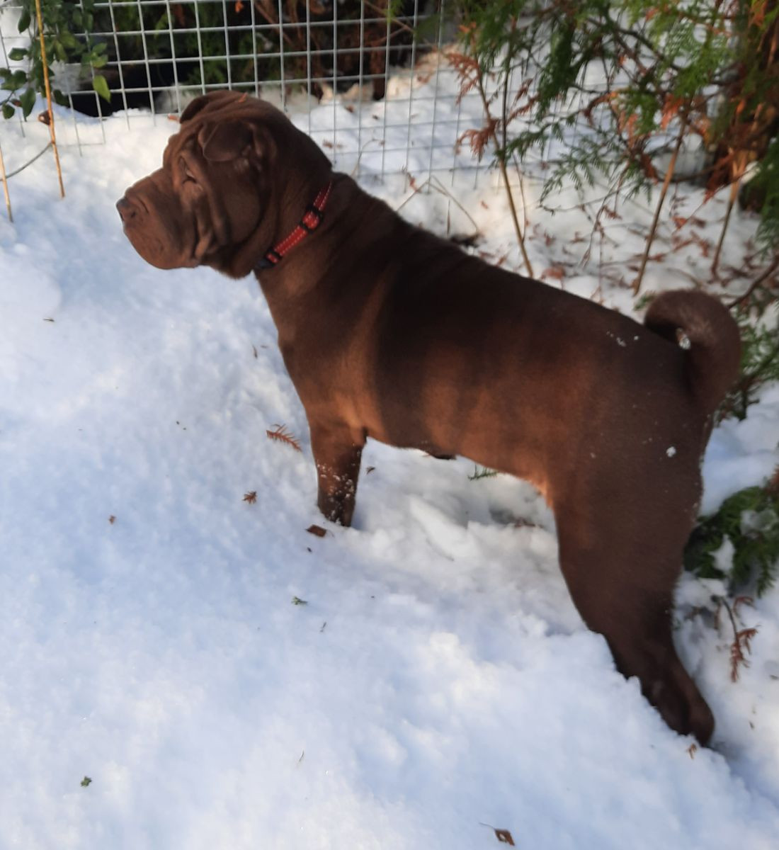 Shar Pei · 2025-07-03 · Vimmerby · Annika N.