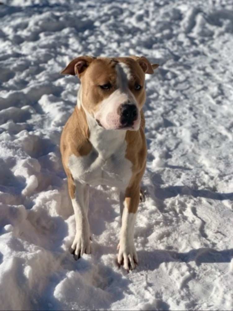 American Bully