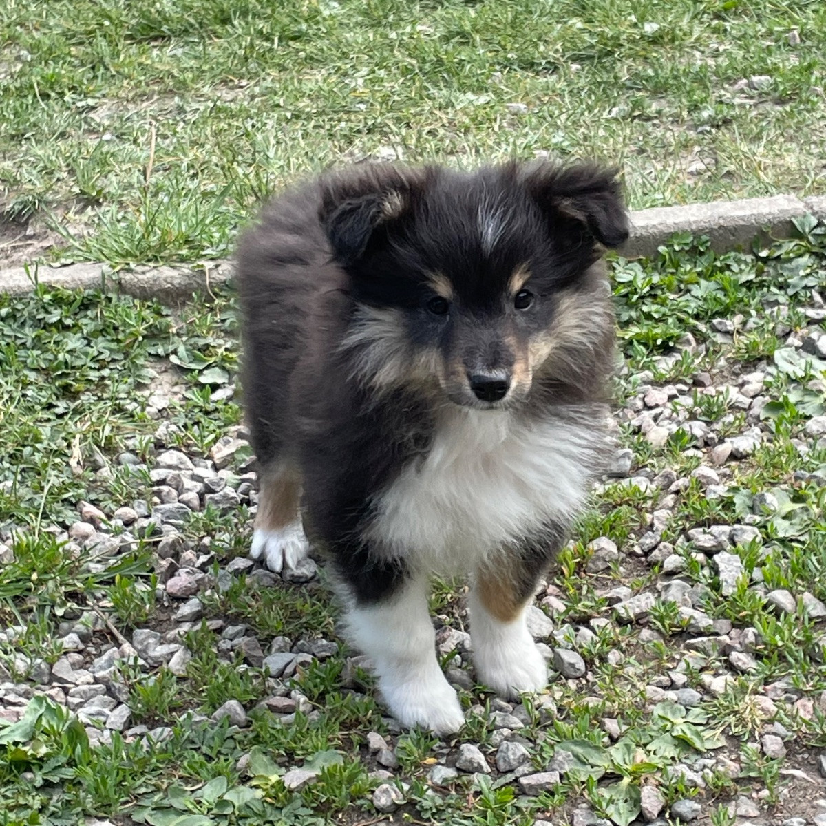 Shetland sheepdog