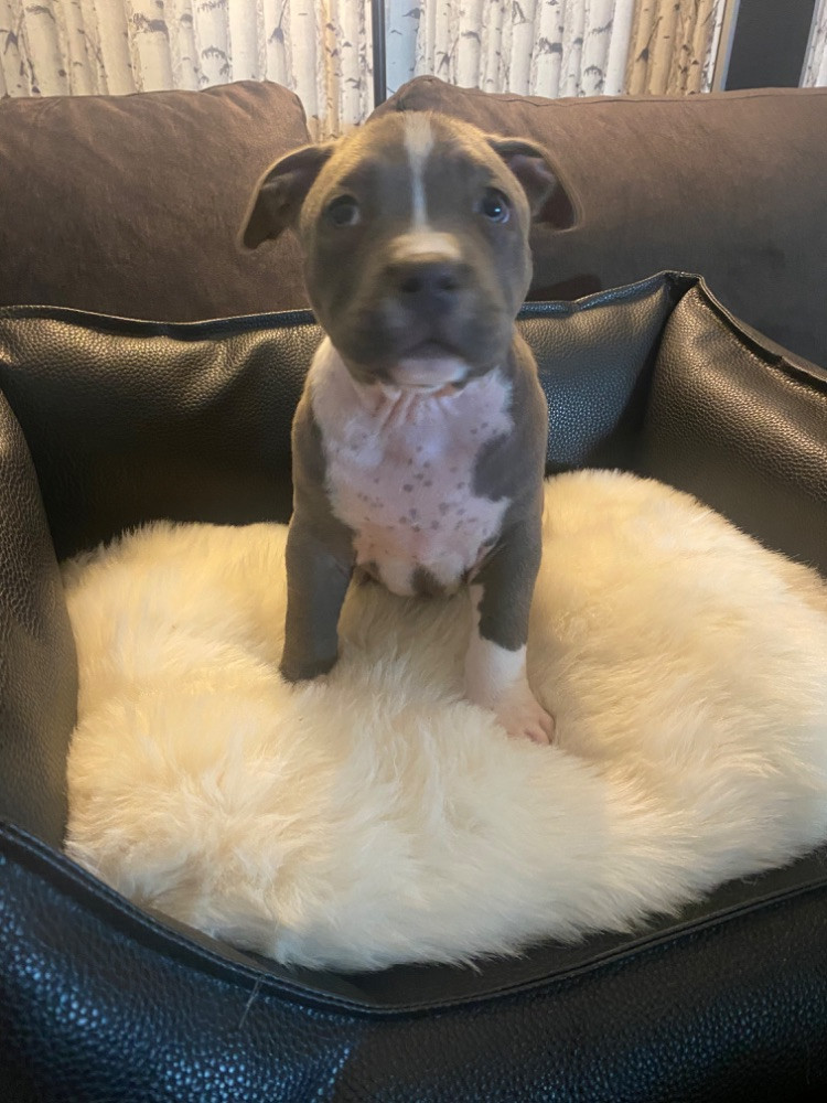 American Bully