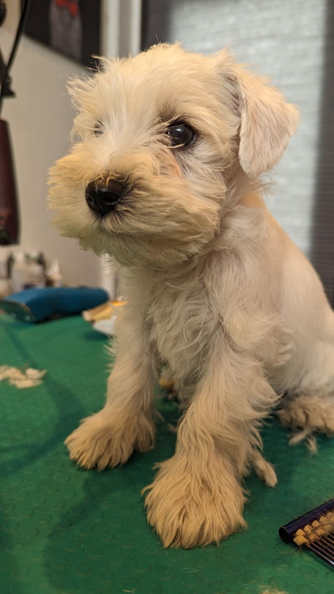 Miniature Schnauzer