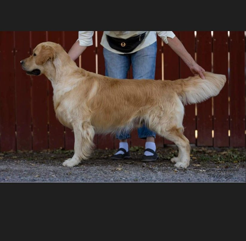 Golden retriever