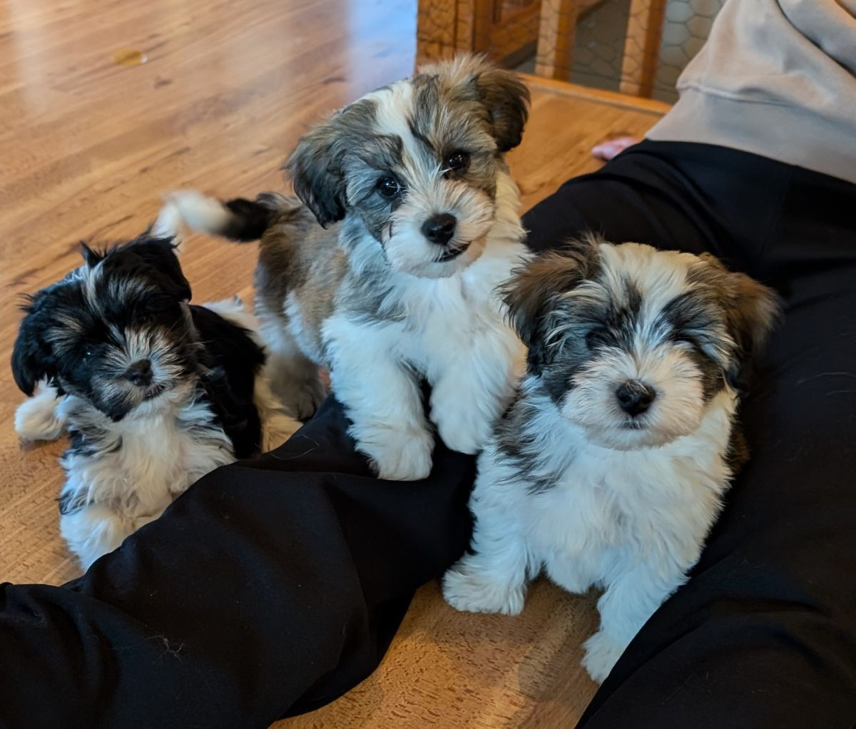 Ispärlans kennel