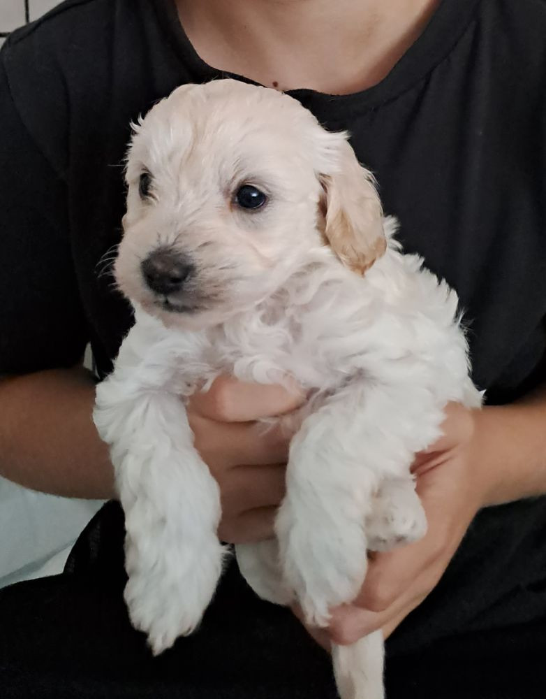 Maltipoo