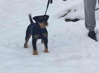 Dibergets