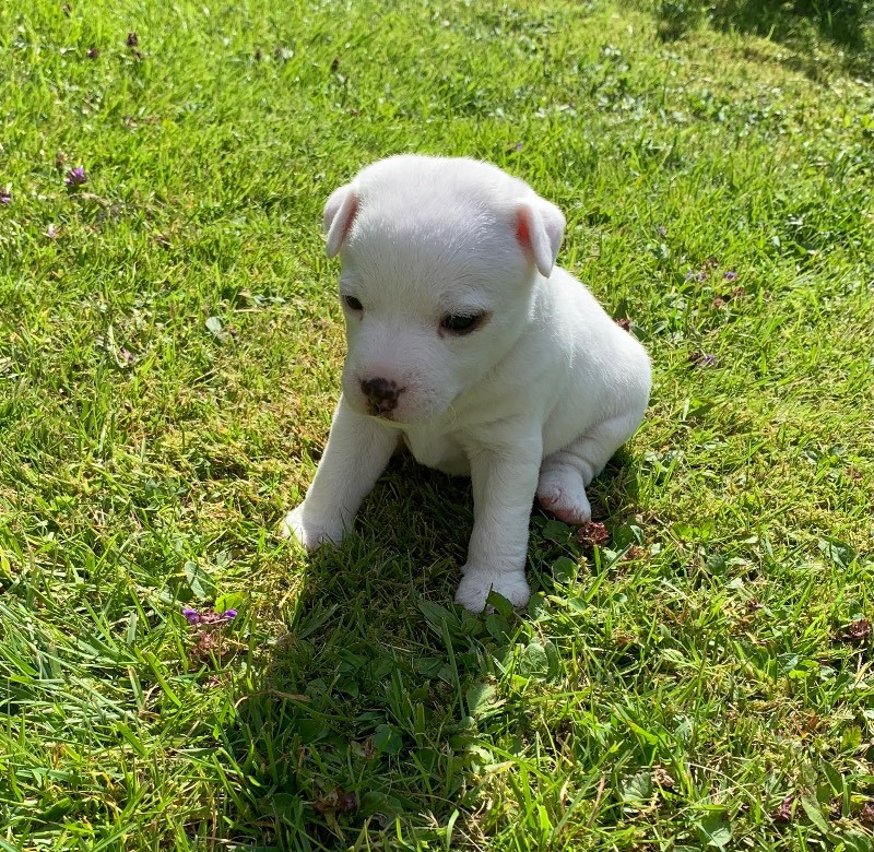 Jack Russell Terrier