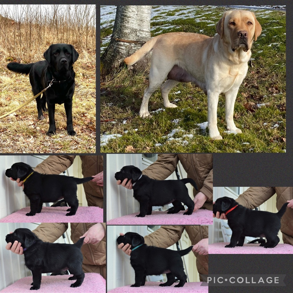 Labrador retriever