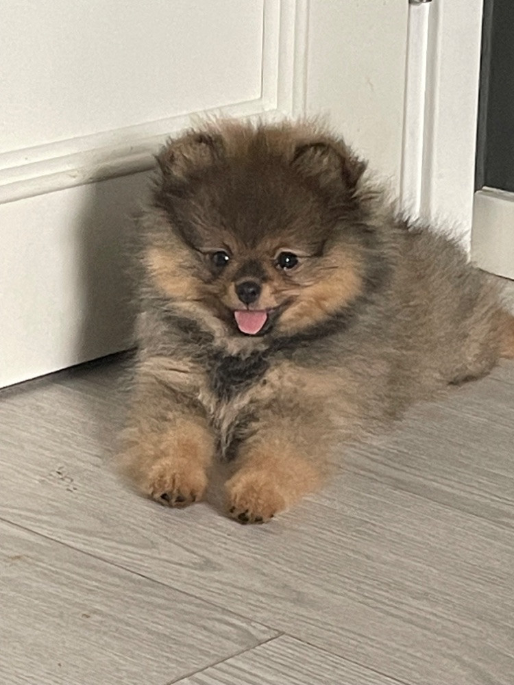 Adorable Plush