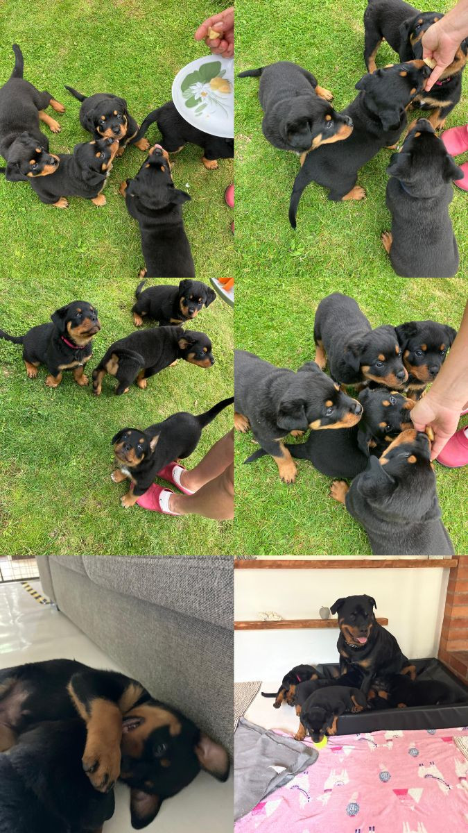 Rydz Rott