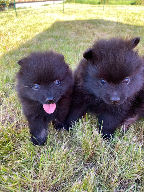 German Spitz – Mittelspitz
