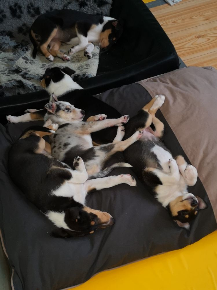Vissegårdens Kennel