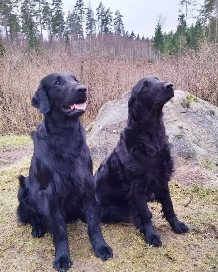 Korphålans