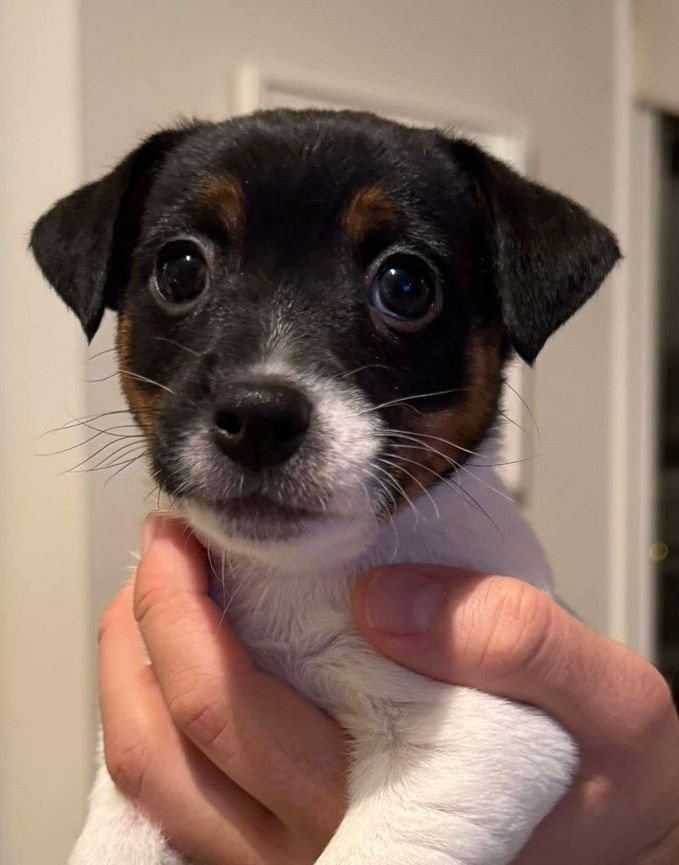 LIMELIGHT Kennels