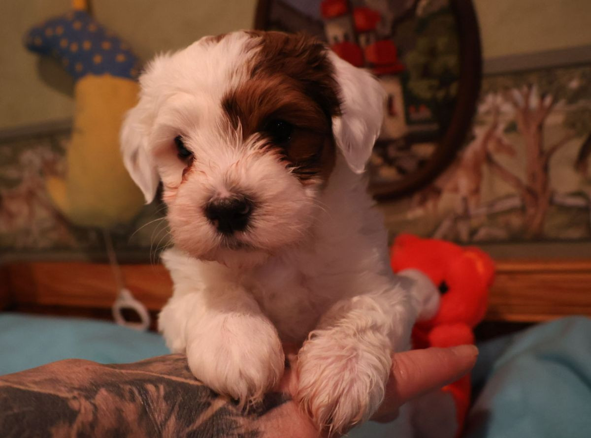 Havanese