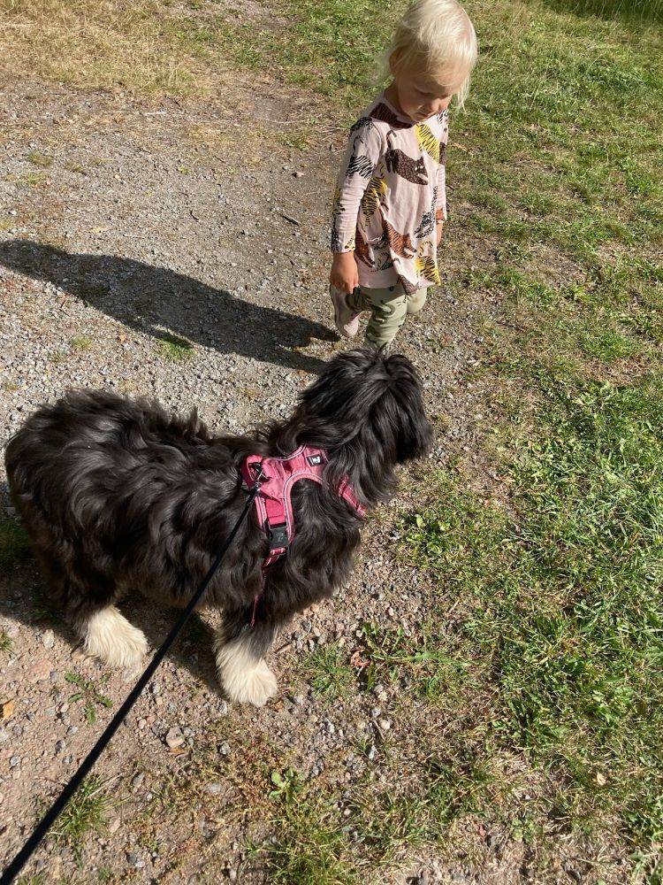 Polish Lowland Sheepdog