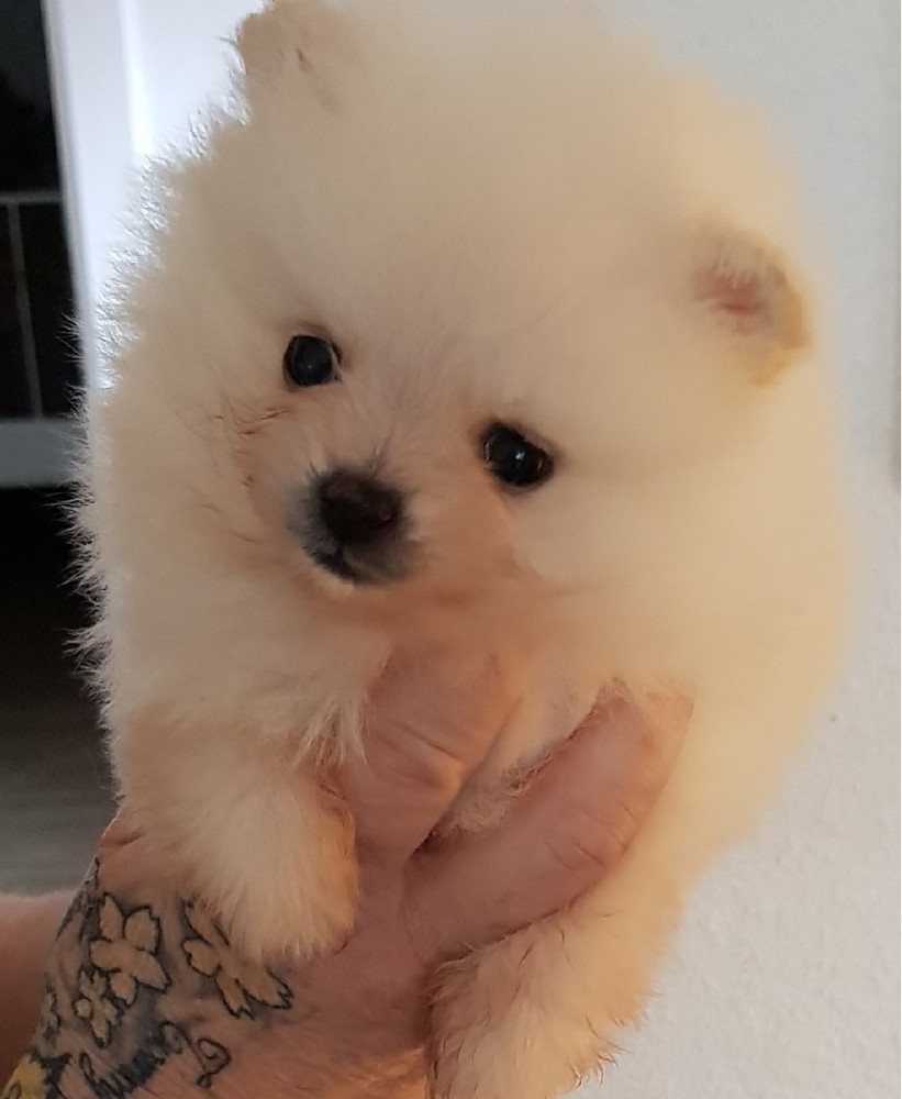 Pomeranian