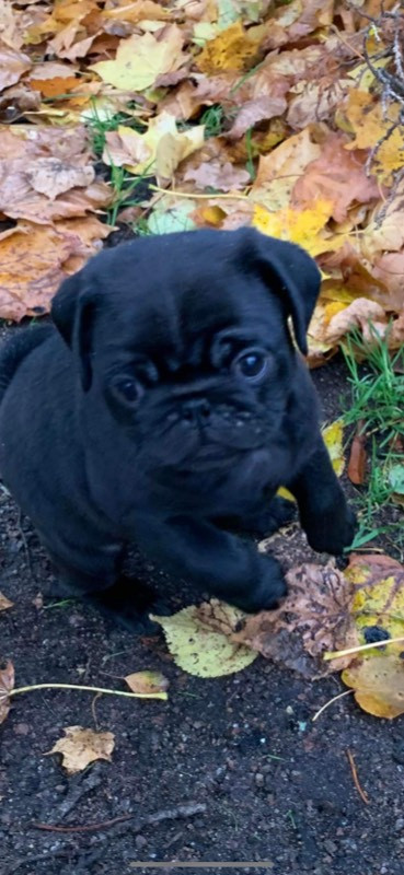 Pug