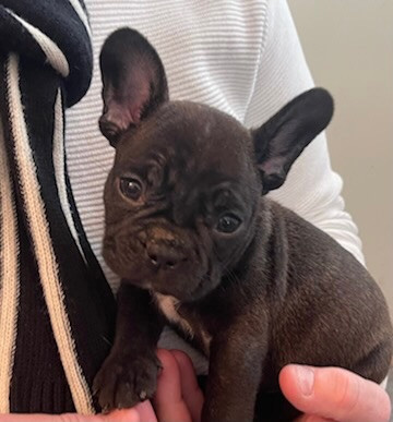 French Bulldog