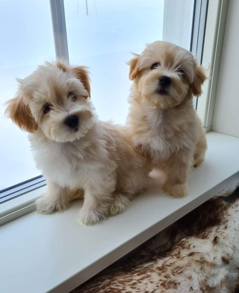 Bichon Havanais