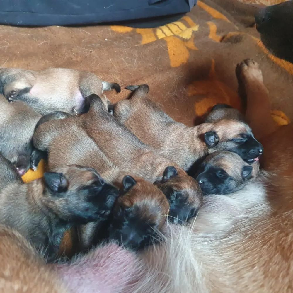 Belgisk vallhund – malinois