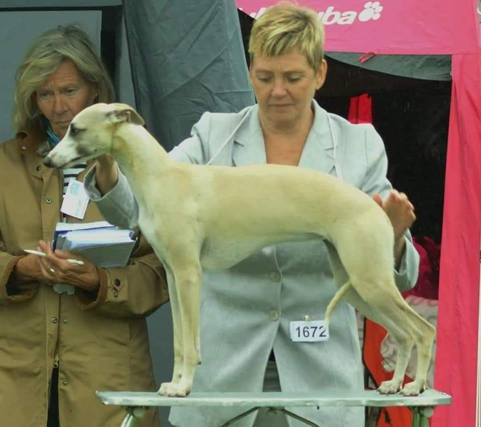 Whippet