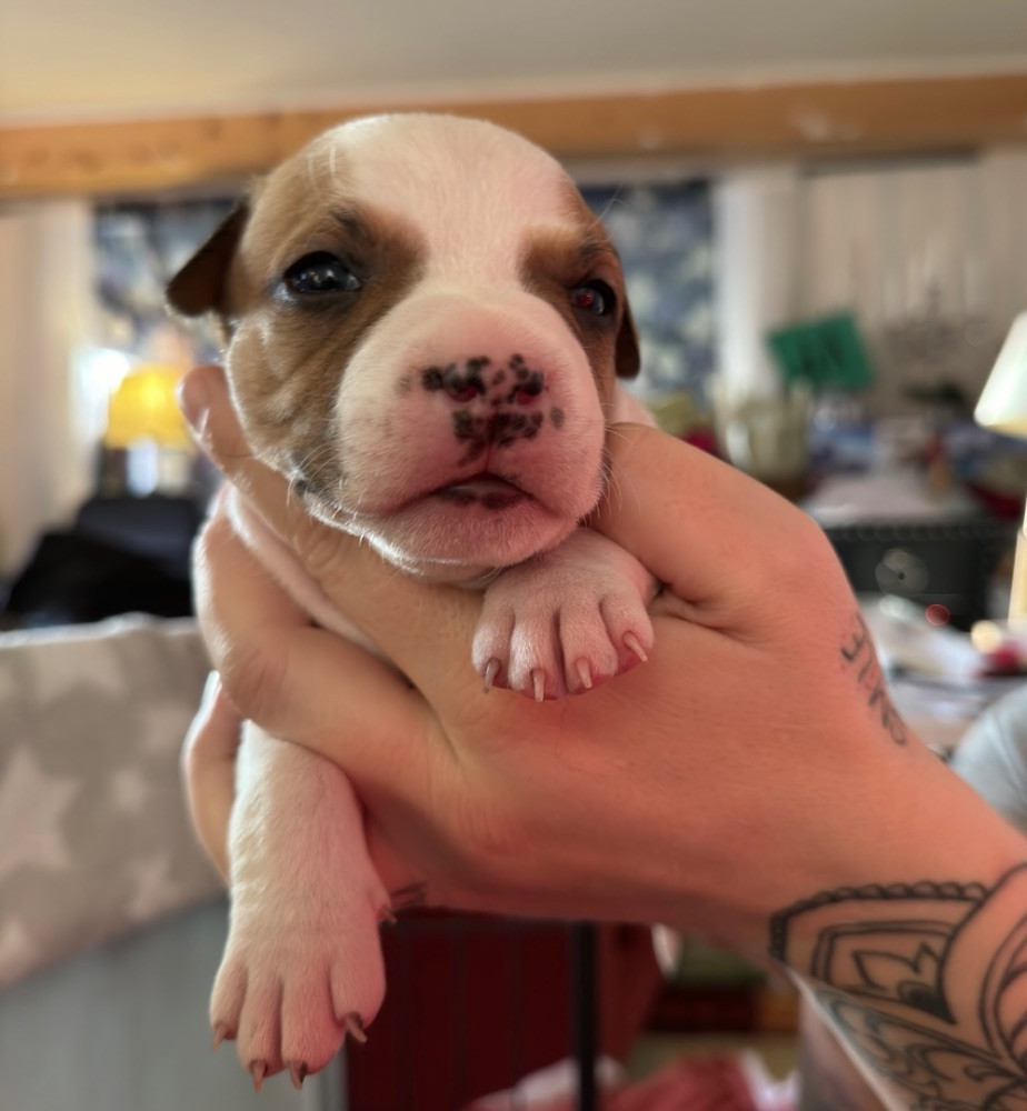 American Staffordshire Terrier