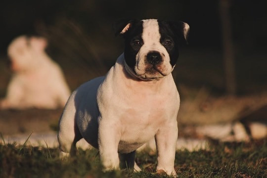 Rosa’s kennel