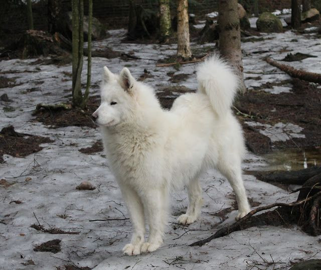 Samoyed