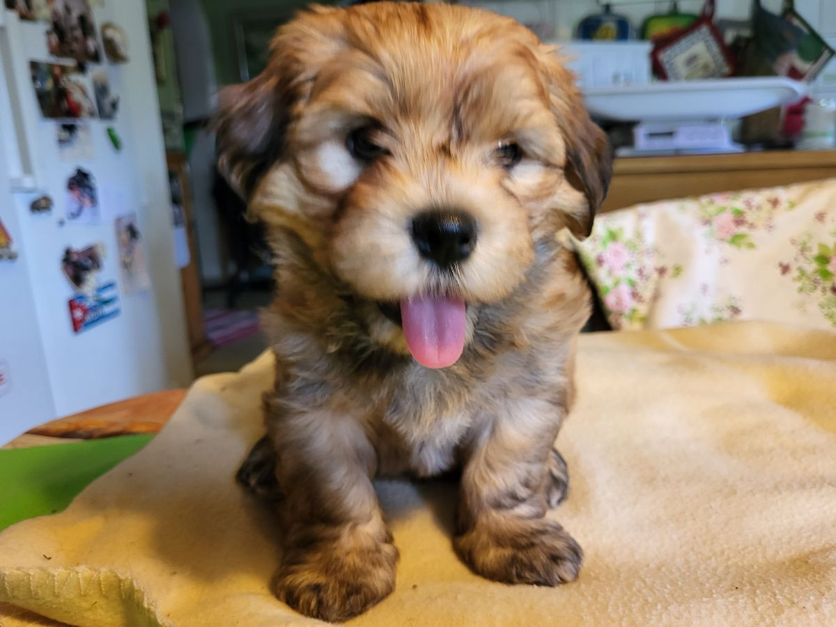 Wawuschelwalds