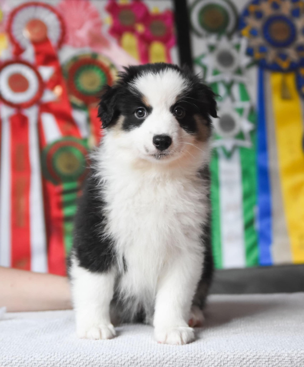 Miniature American Shepherd