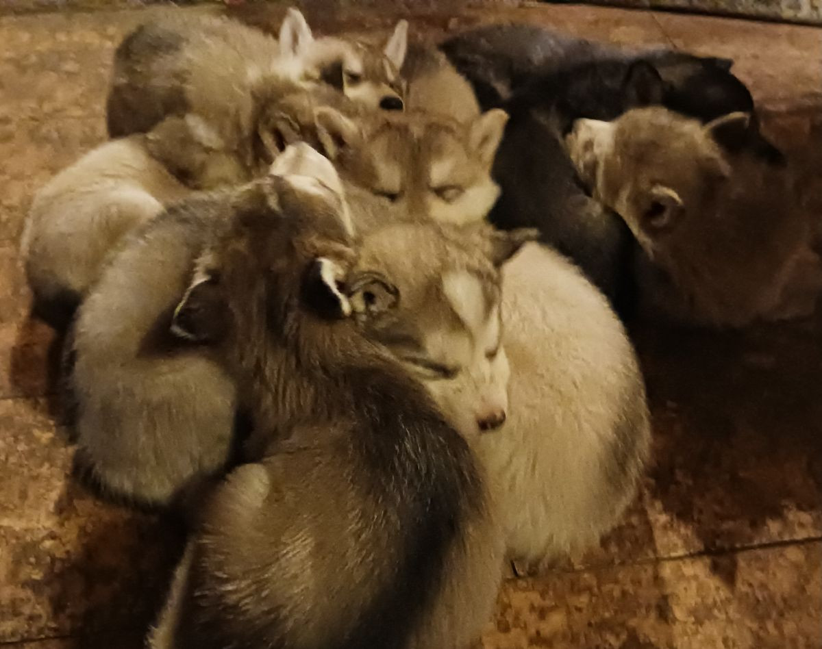 Husky- schäfer · 2025-10-19 · Sollefteå · Kenneth J.