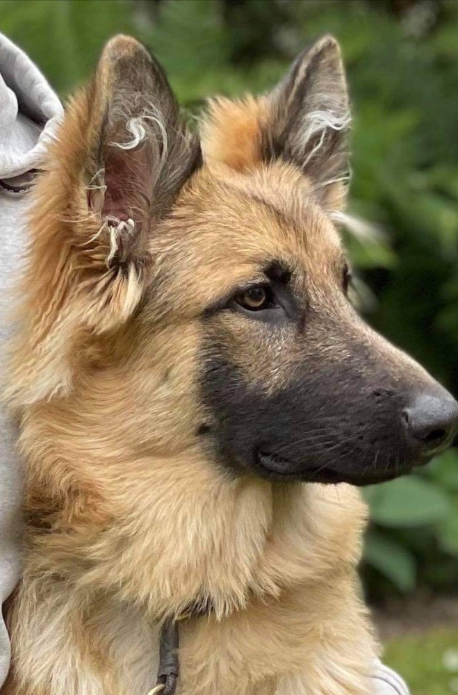 German Shepherd Dog