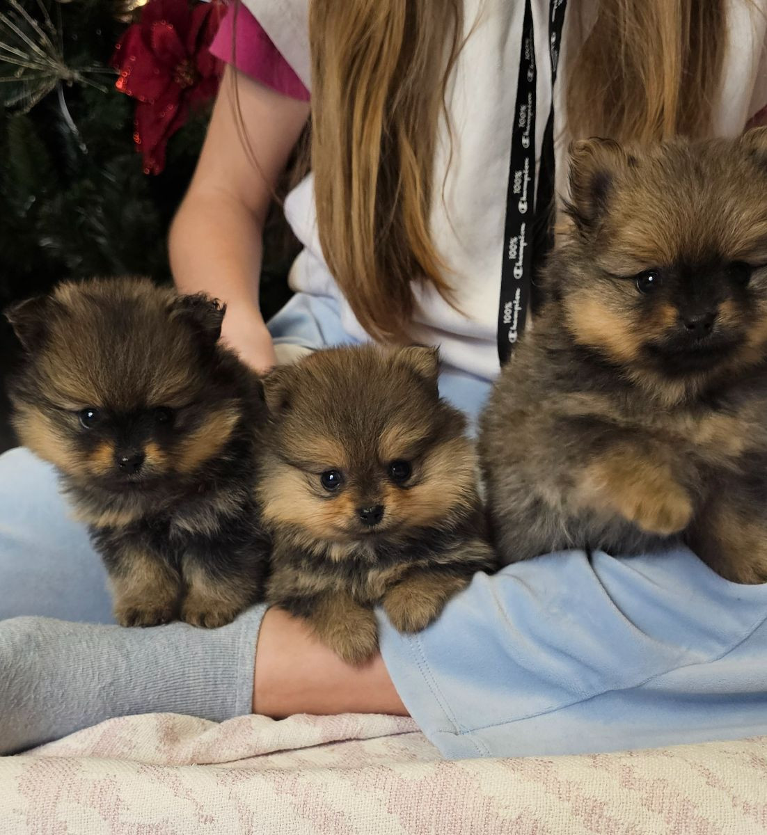 Pomeranian · 2025-11-21 · Enköping · Pomsik Rakaaig