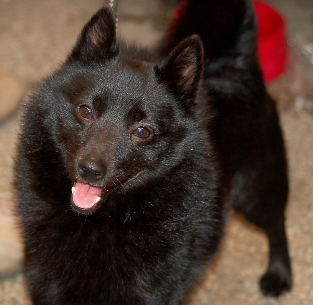 Schipperke