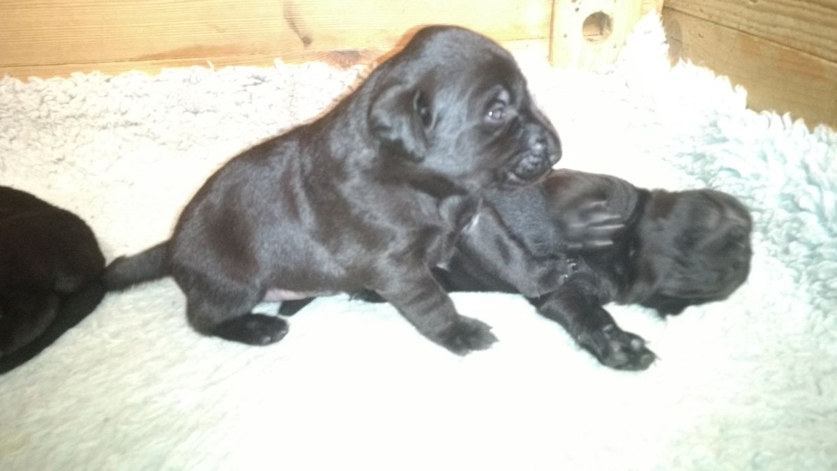 Labrador Retriever