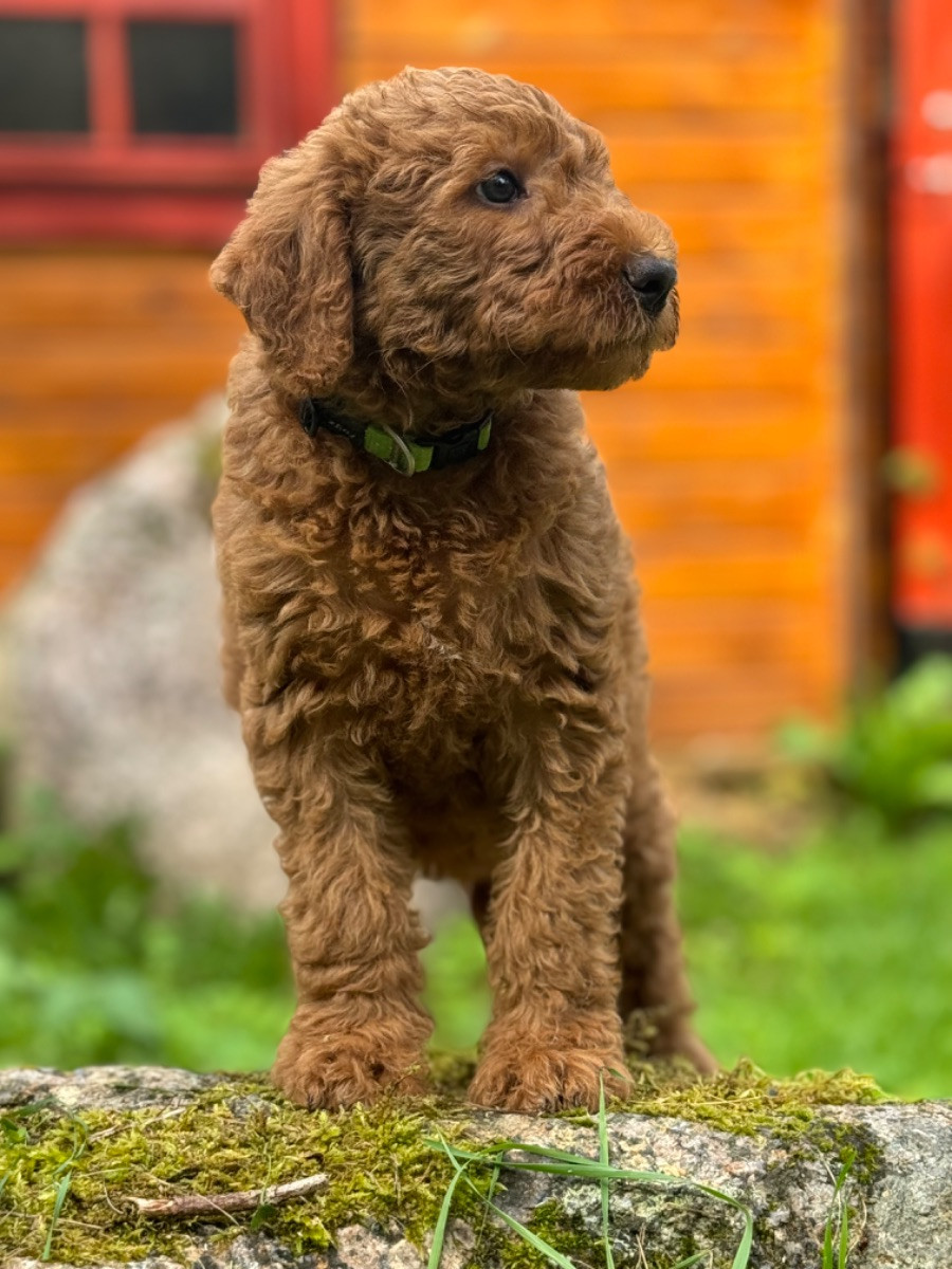 Isadoras Pudel och Cockerpoo