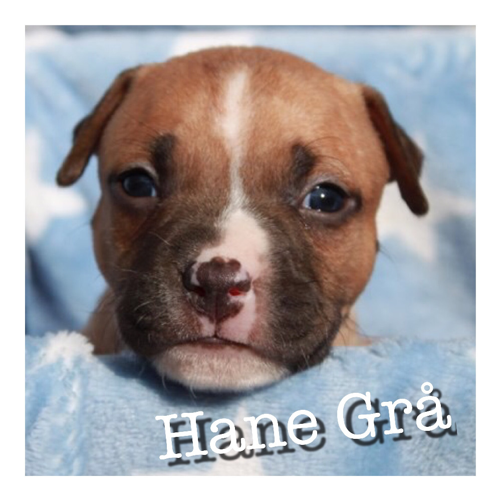 American Staffordshire Terrier