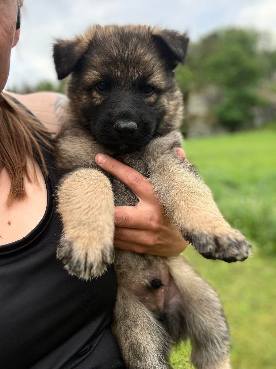 German Shepherd Dog