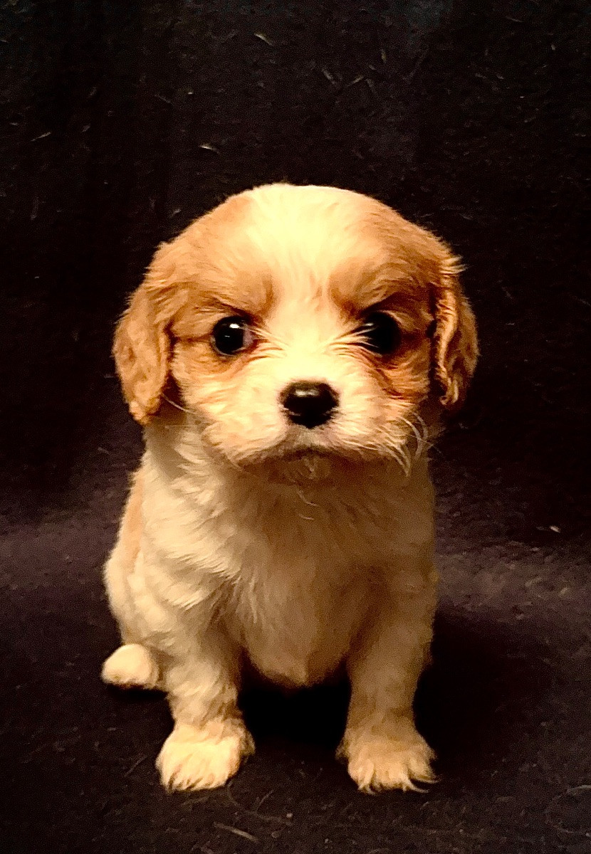 Cavalier king charles spaniel · 2025-09-23 · Frillesås · Linda H.