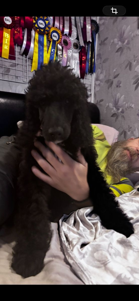 Pawpalett