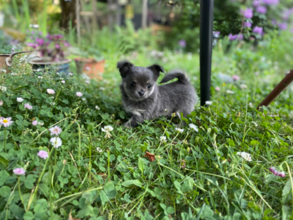 Chihuahua