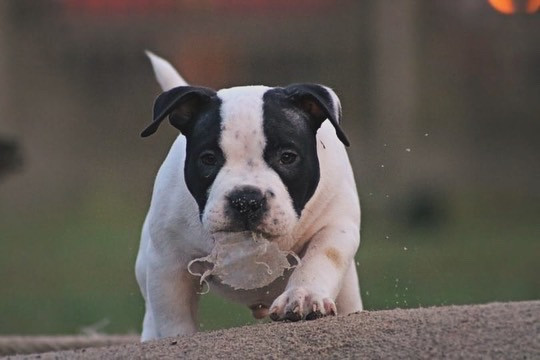 Rosa’s kennel
