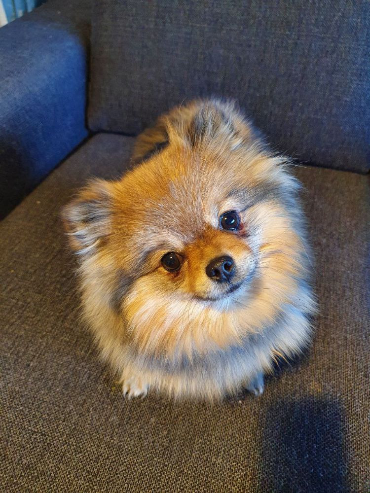Fluffy Soul's