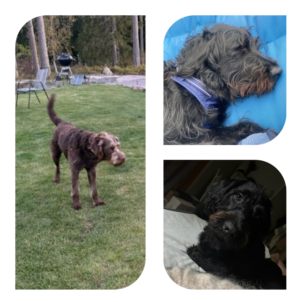 Labradoodlevalpar (LD-F1) · 2025-10-31 · Alingsås · Emelie L.