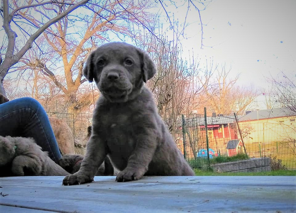 Chesapeake bay retriever