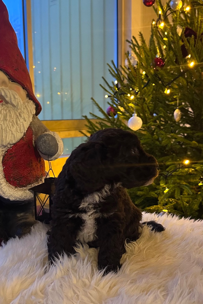 Spanish Water Dog (Perro de Agua Espanol)