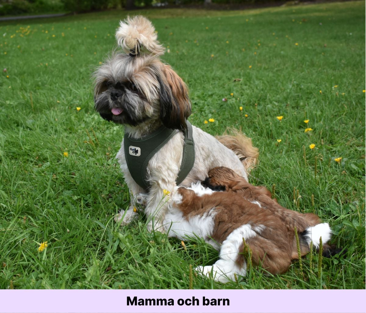The merry shih-tzu family