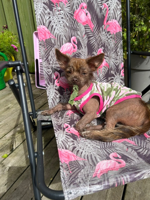 U menga erotik videosini yubordi.